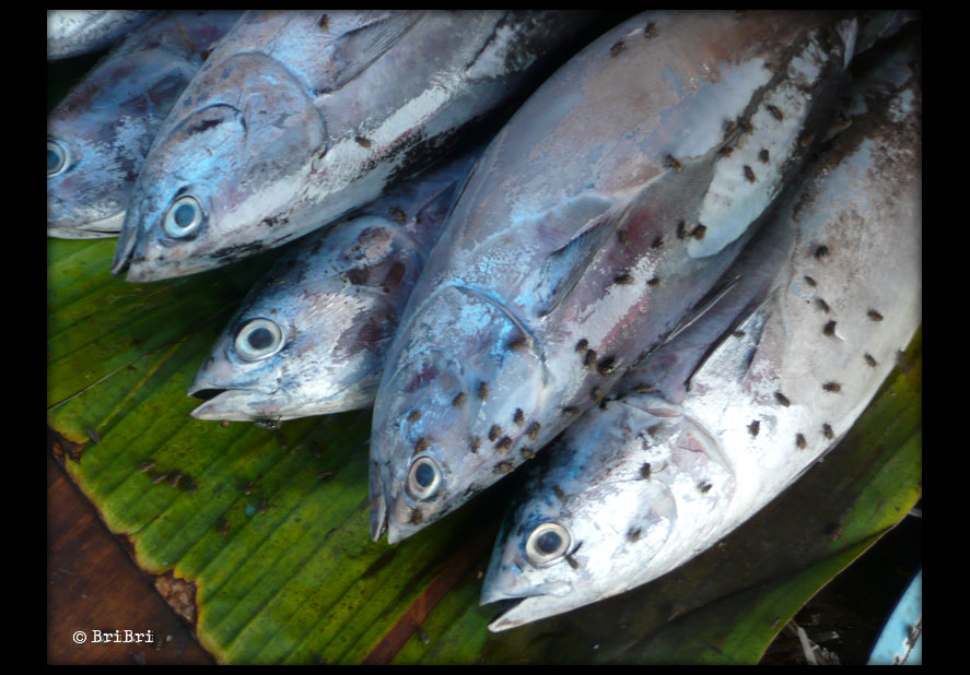 Fliegen an Fisch auf Bananenblatt