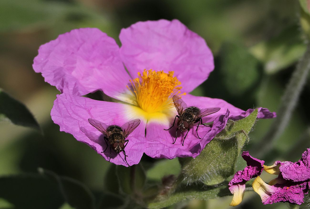 Fliegen auf Blüte