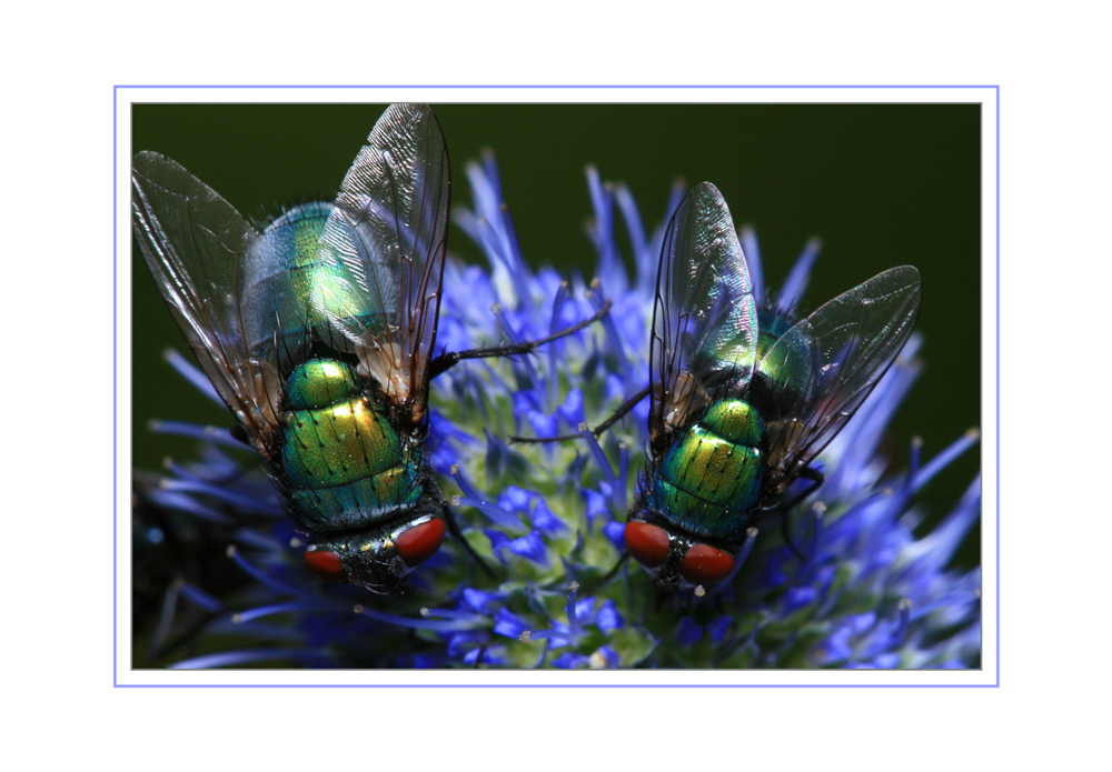 Fliegen auf einer Distel