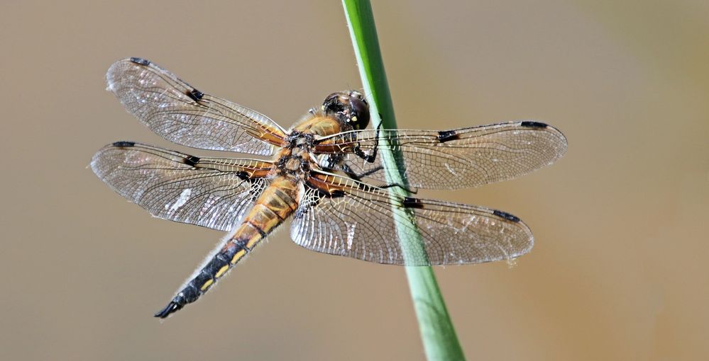 FLIEGEN AUF FLÜGELN DES LICHTS