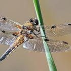 FLIEGEN AUF FLÜGELN DES LICHTS