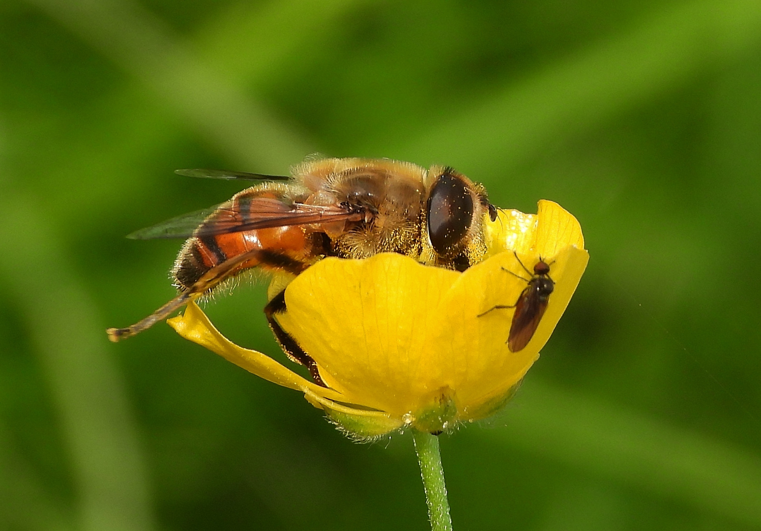 Fliegen auf Hahnenfussblüte 