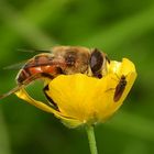 Fliegen auf Hahnenfussblüte 