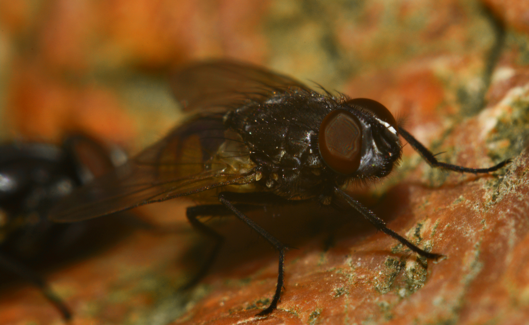 Fliegen auf meinem Fliegenfelsen in der prallen Mittagssonne