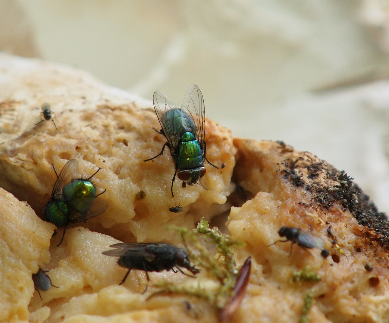 Fliegen auf Pilz = Fliegenpilz