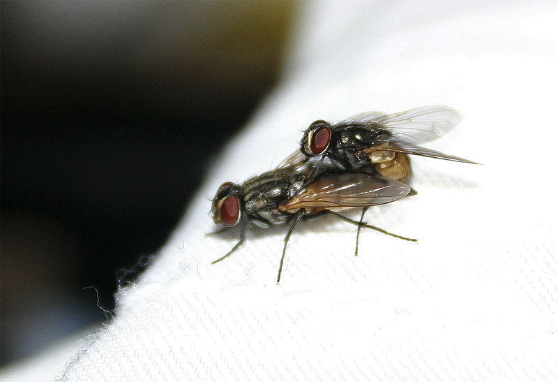 Fliegen auf Wolke Sieben II