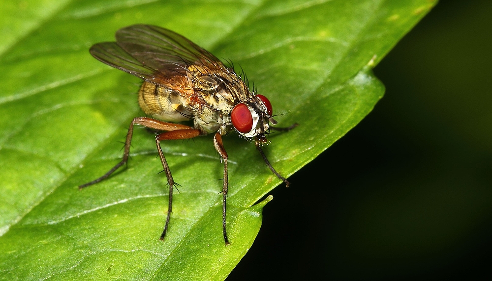 Fliegen - bald geht die Jagd mit Makro oder Fliegenklatschen wieder los