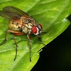 Fliegen - bald geht die Jagd mit Makro oder Fliegenklatschen wieder los