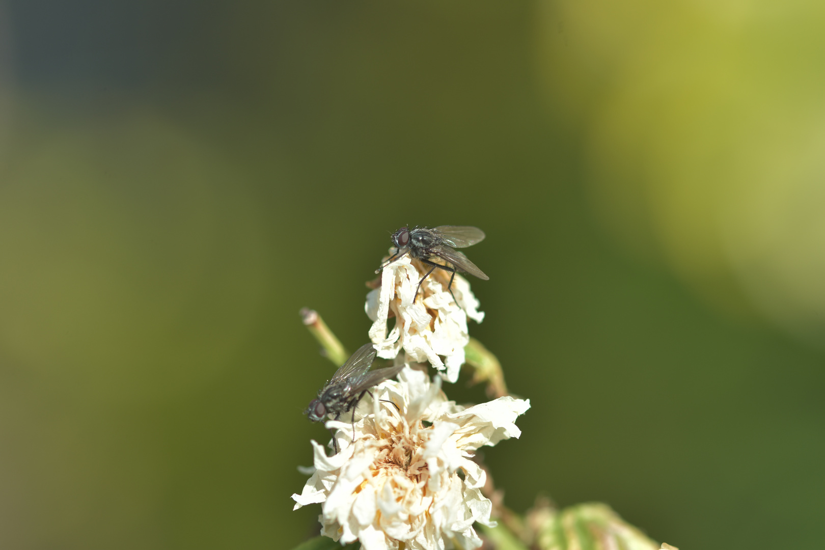 Fliegen bei der Futtersuche 