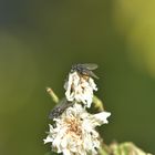 Fliegen bei der Futtersuche 