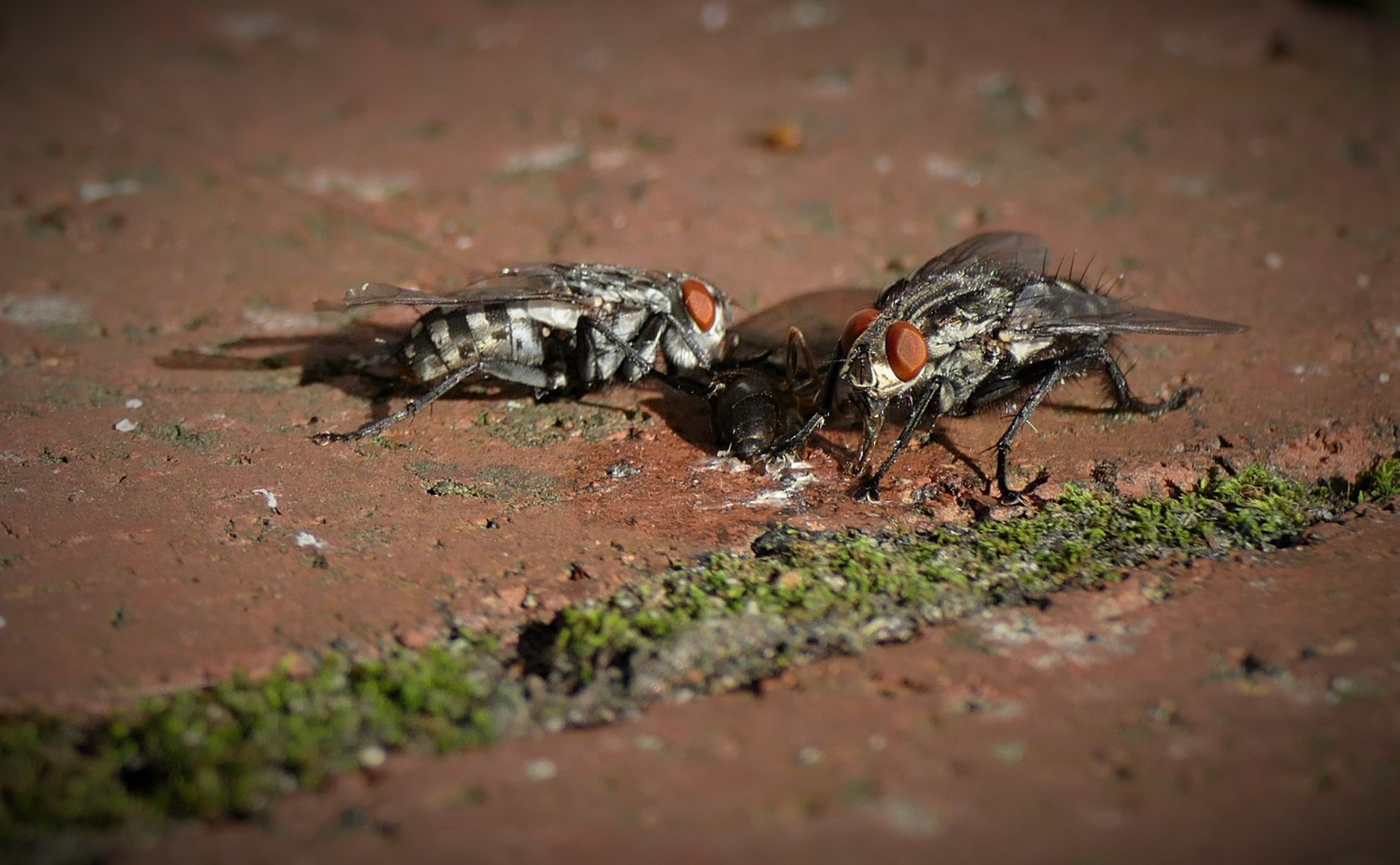 Fliegen bei der Mahlzeit