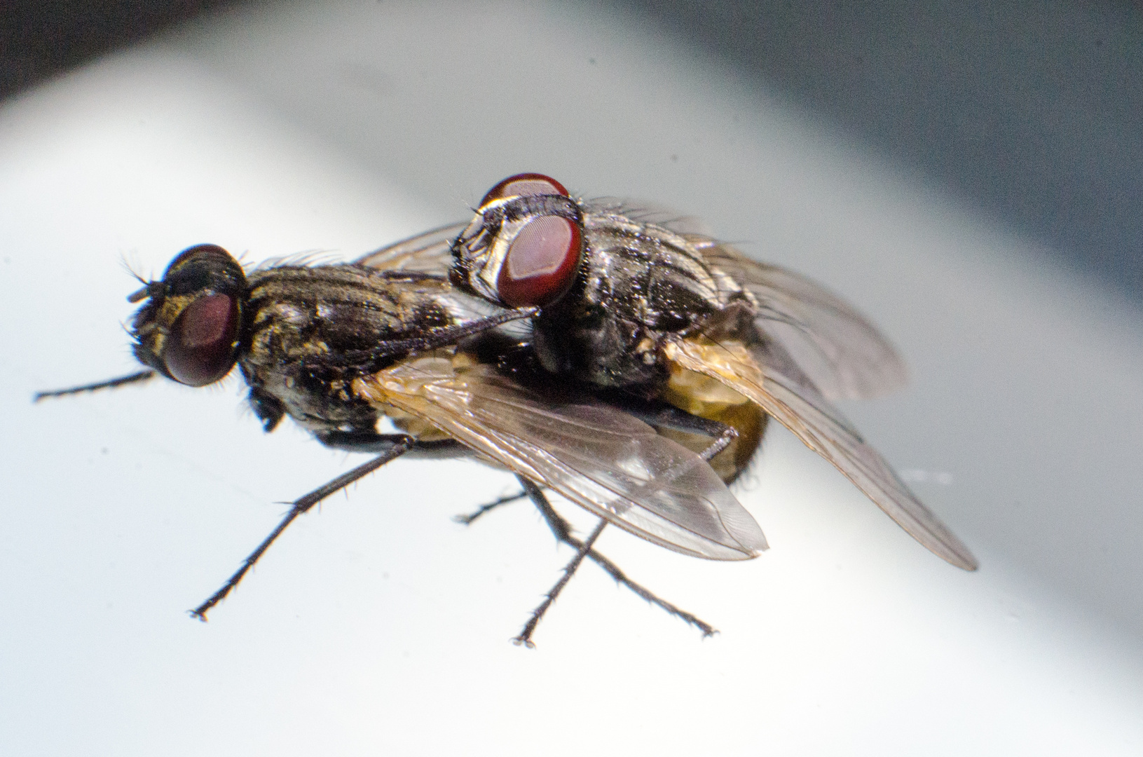 Fliegen beim Liebesakt