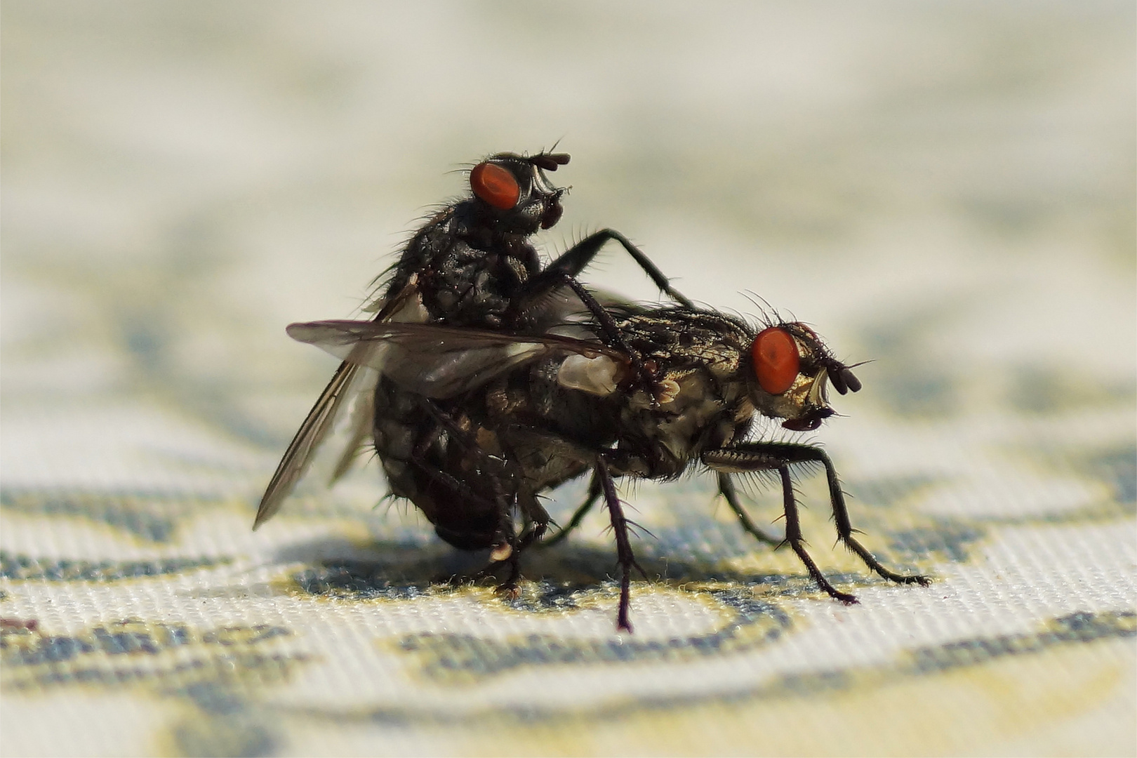 Fliegen beim Liebesspiel auf dem Gartentisch