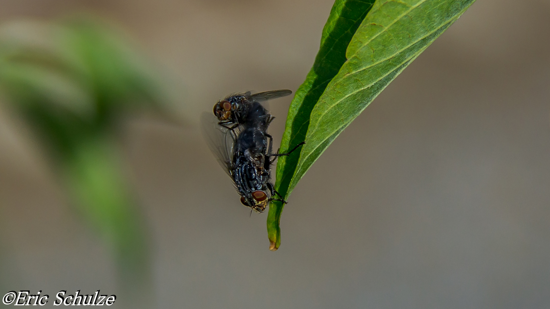 Fliegen beim Sex erwischt