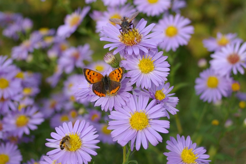 Fliegen, Bienen Schmetterlinge