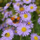 Fliegen, Bienen Schmetterlinge