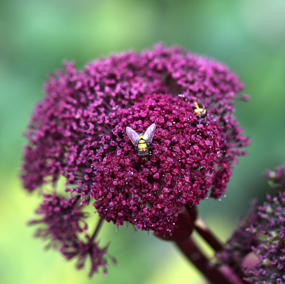 Fliegen & Blümchen