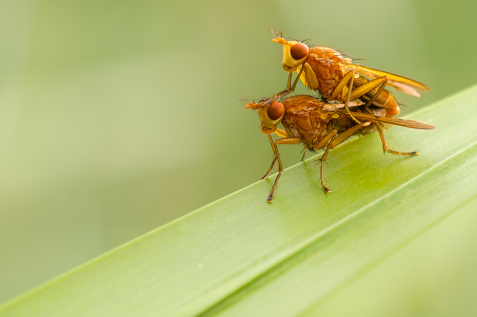 Fliegen (Brachycera)