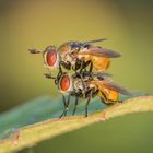 Fliegen- Date im spätem Licht