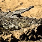 Fliegen fangen unter der Sonne Fuerteventura