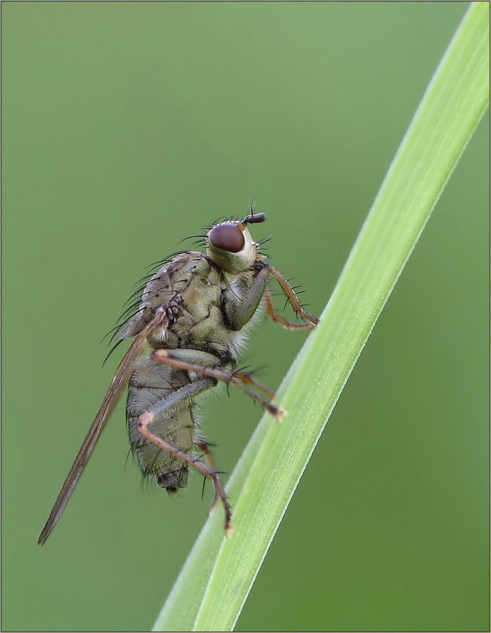 Fliegen findet man noch ...