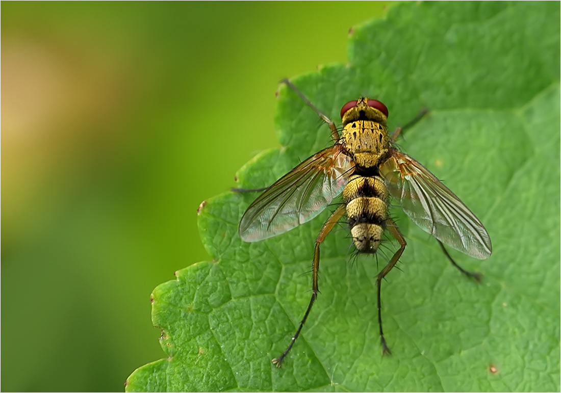  Fliegen fliegen...