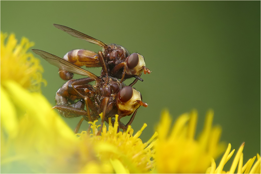  Fliegen fliegen...