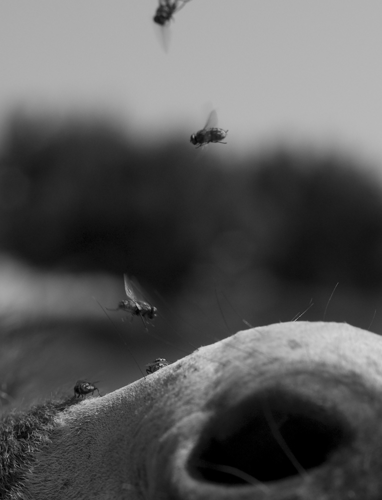 Fliegen fliegen auf Esel!!