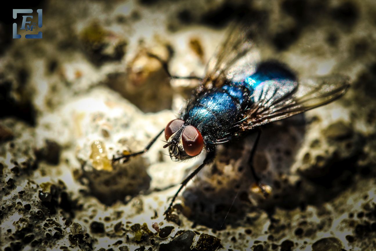 ... fliegen Fliegen Fliegen nach ...