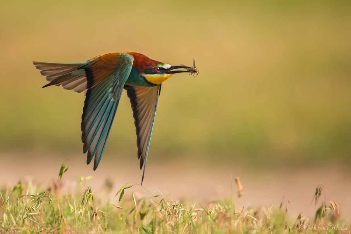 Fliegen-Flieger