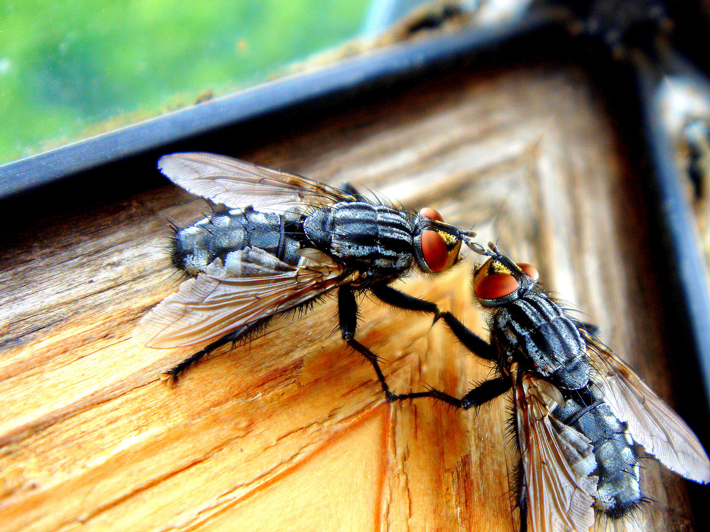 Fliegen Flirt