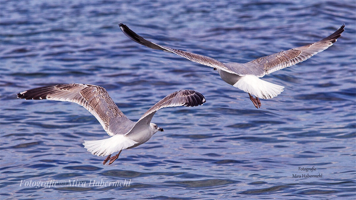 Fliegen Frei