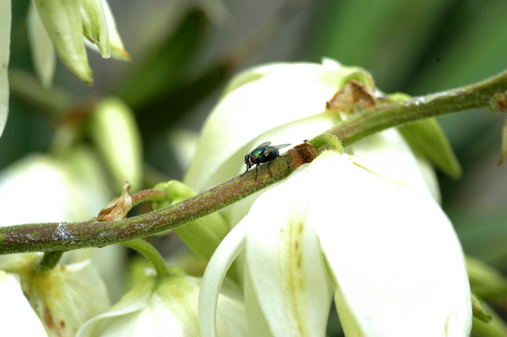 Fliegen frei