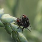 Fliegen-Frühling 