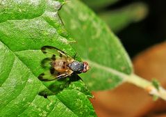 Fliegen gab es genug im Sommer