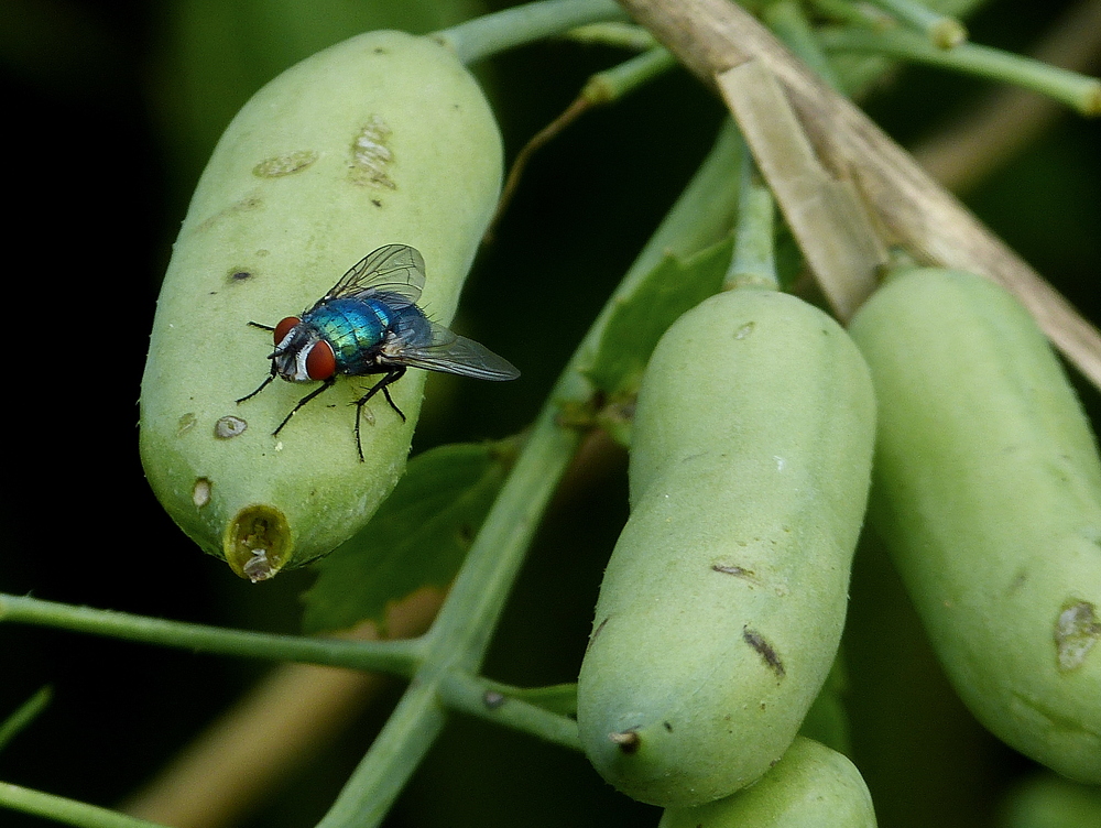 Fliegen gibt es überall