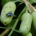 Fliegen gibt es überall