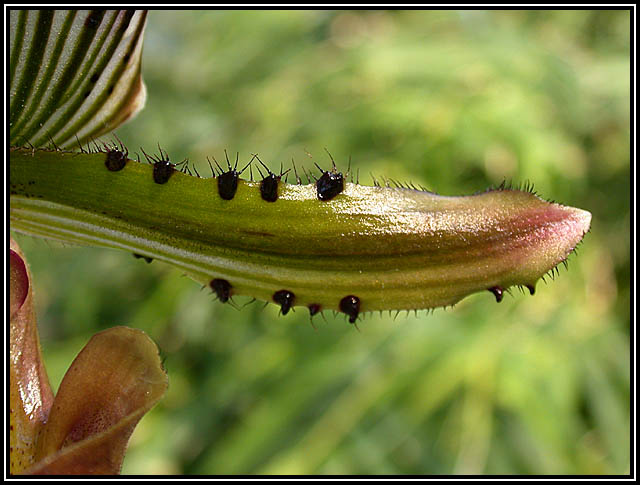 Fliegen habt acht!