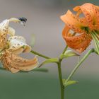 Fliegen Hochstand