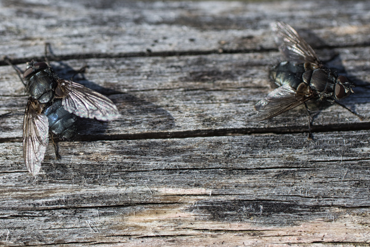 Fliegen im Dailog