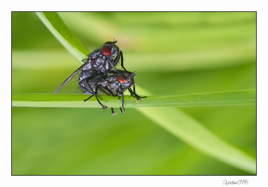 Fliegen im Doppelpack.........  :-))