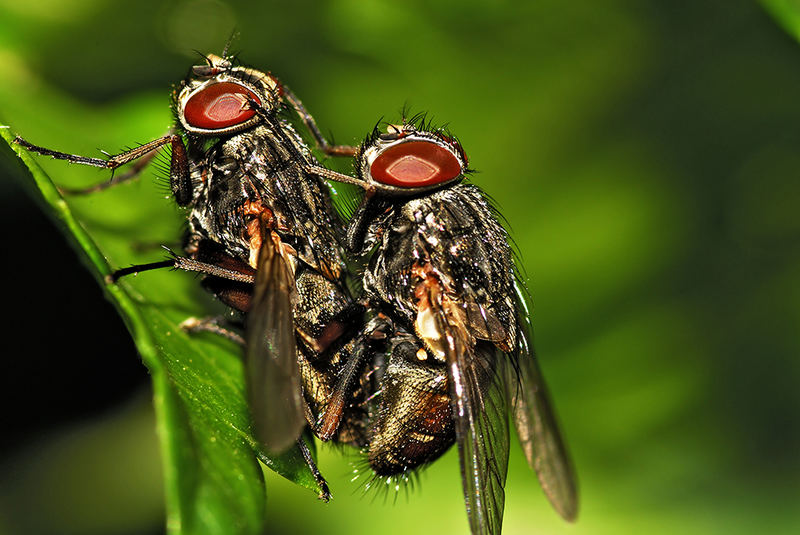 Fliegen im Doppelpack