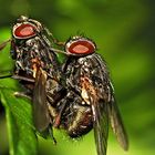 Fliegen im Doppelpack