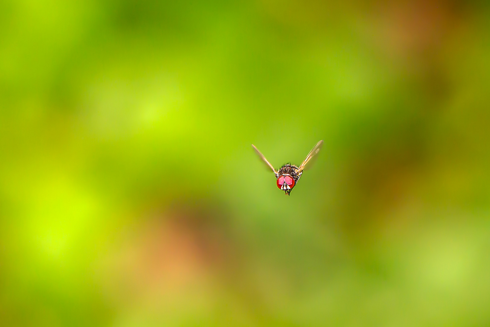 Fliegen im Flug