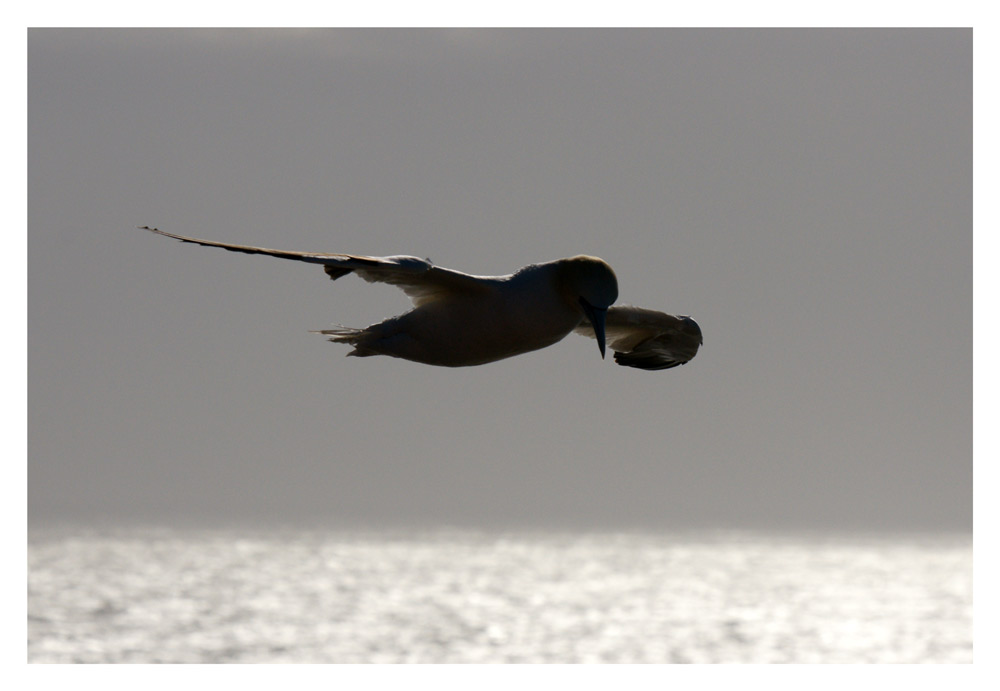 Fliegen im Gegenlicht