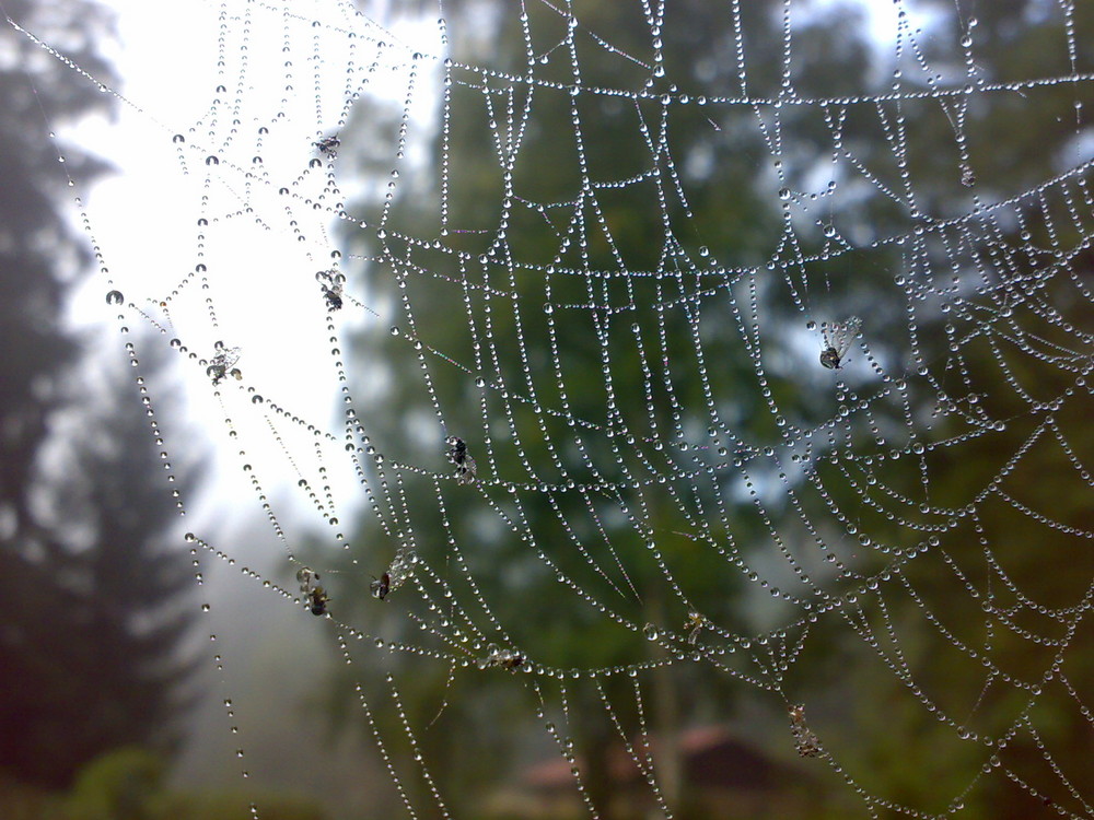 Fliegen im Netz