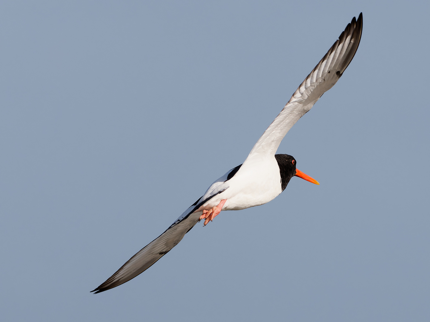 Fliegen im Sonnenlicht 