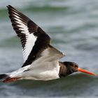 Fliegen im Sonnenlicht