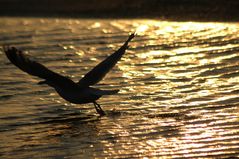 FLIEGEN IM SONNENUNTERGANG