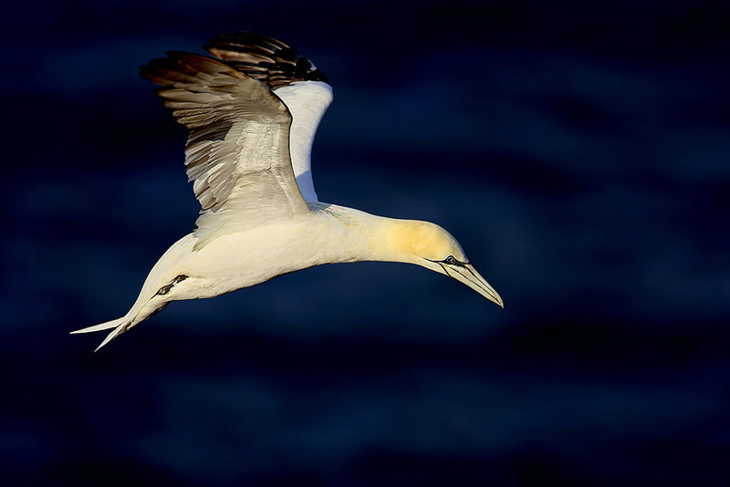 Fliegen im Wind